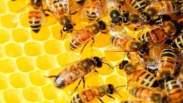 abejas (2)